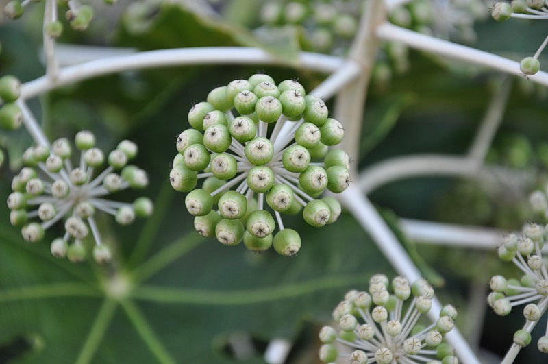 Image of Fatsia japonica specimen.