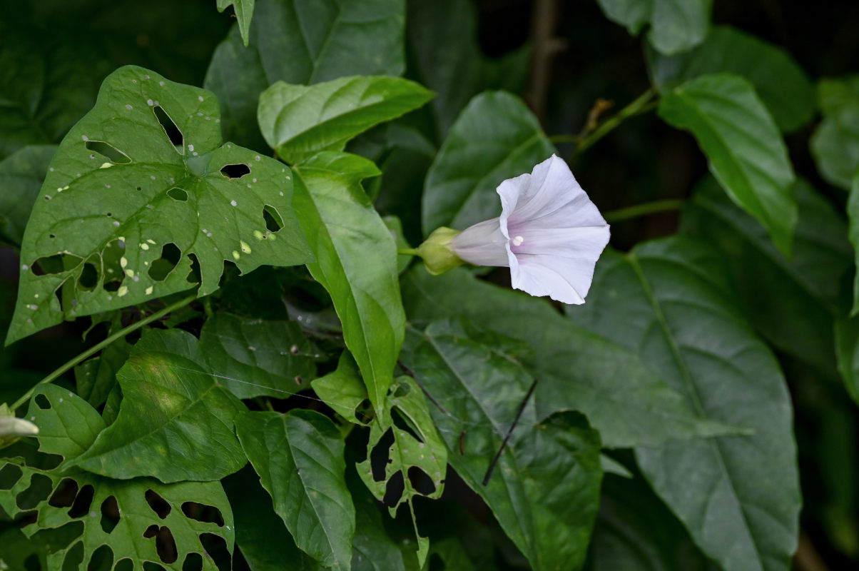 Изображение особи род Calystegia.