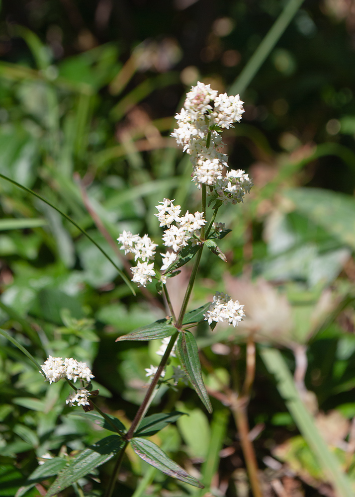 Изображение особи Galium boreale.
