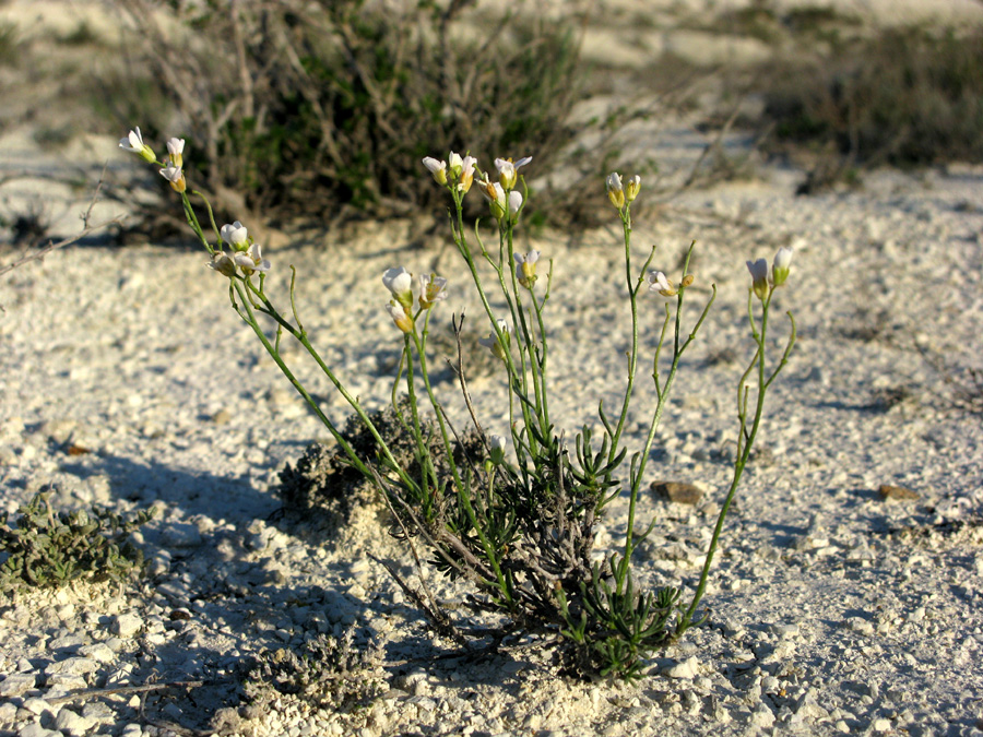 Image of Rhammatophyllum pachyrhizum specimen.