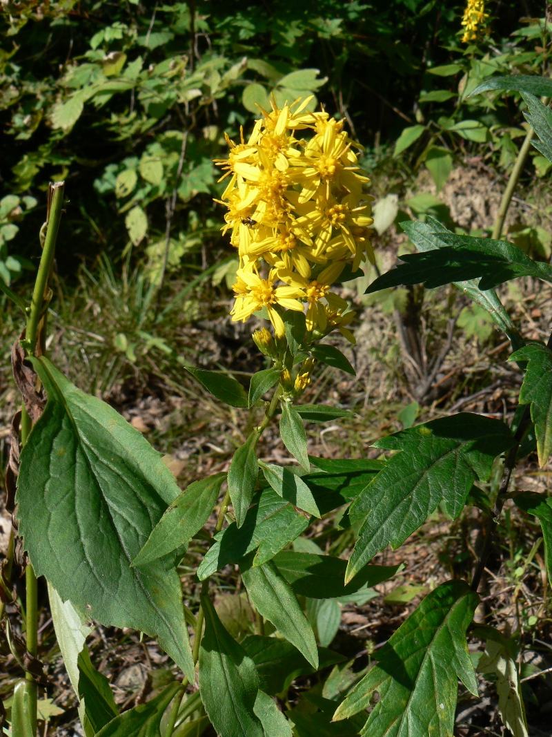 Image of Solidago decurrens specimen.