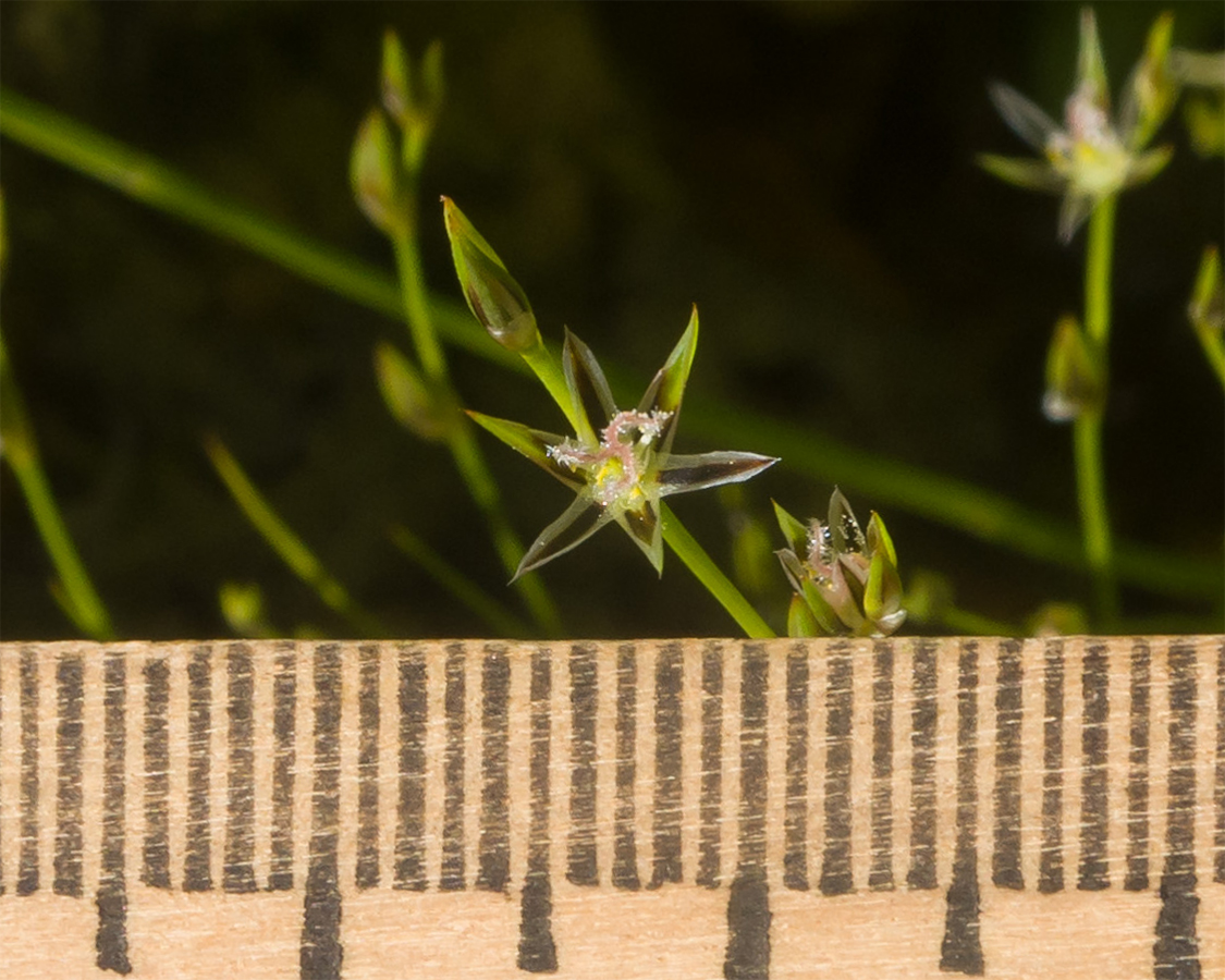 Изображение особи Juncus bufonius.