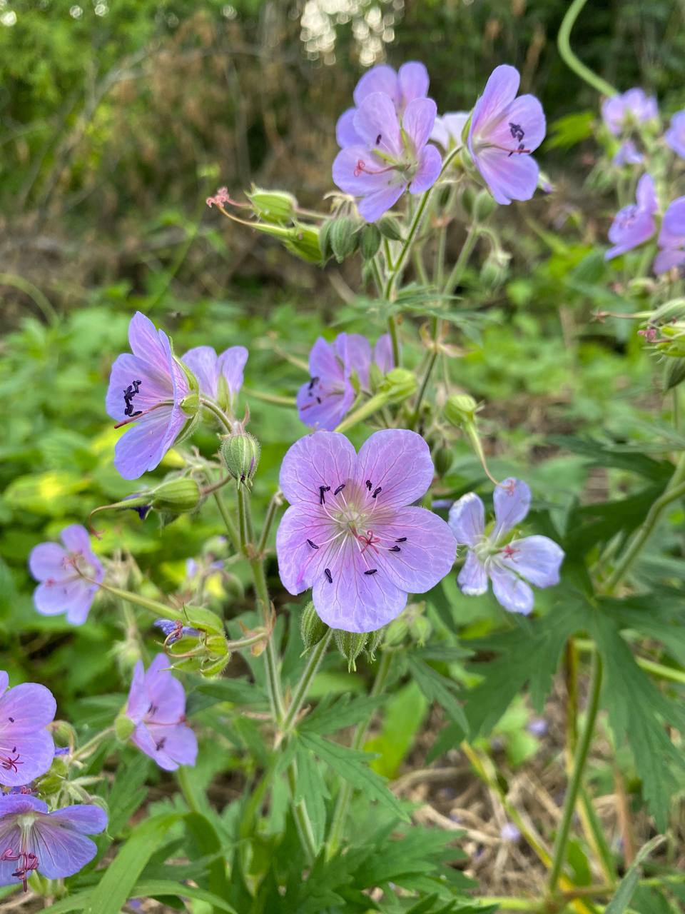 Image of Geranium pratense specimen.