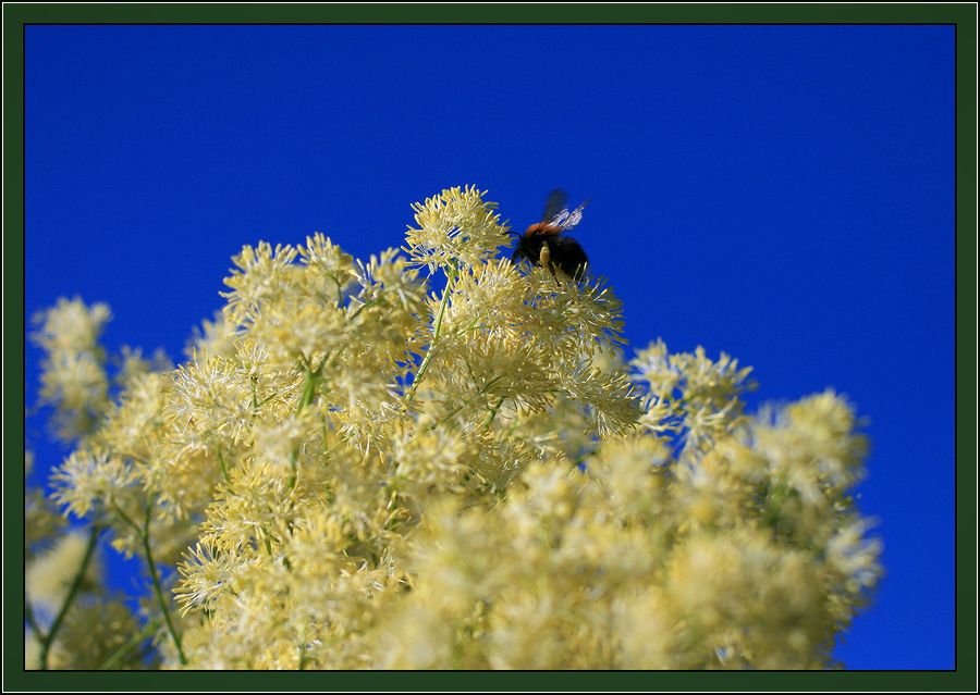 Изображение особи Thalictrum lucidum.