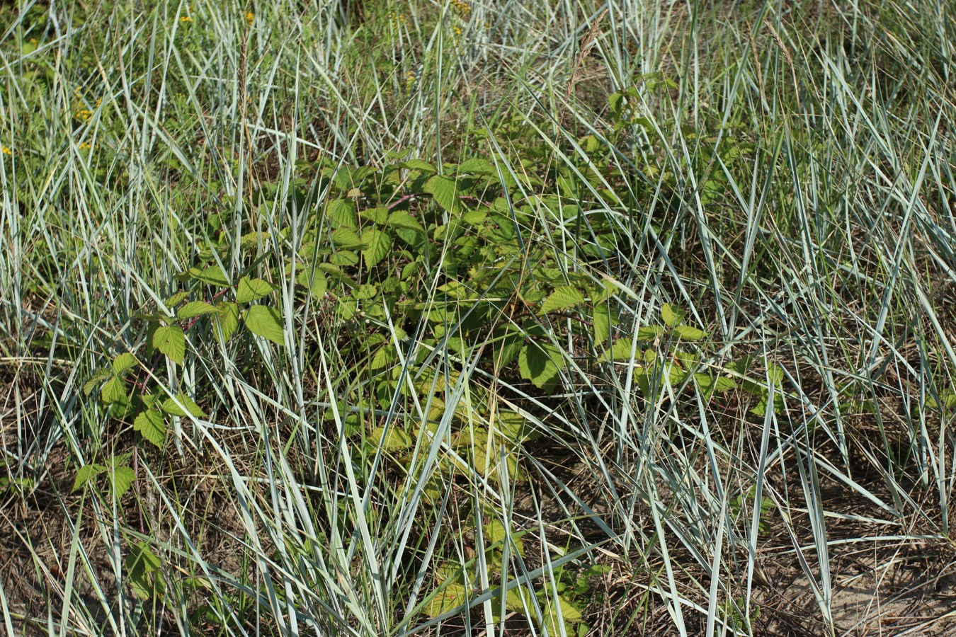 Image of Rubus caesius specimen.