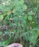 familia Apiaceae
