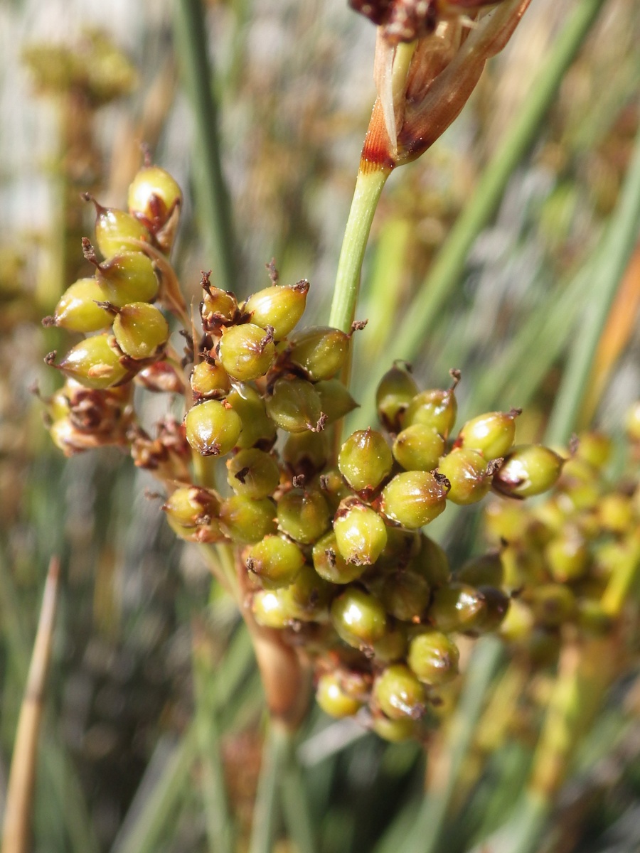 Изображение особи род Juncus.