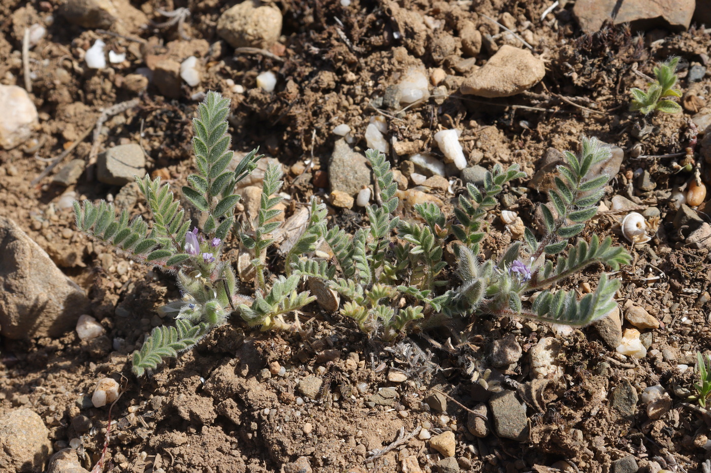 Image of Astragalus sinaicus specimen.