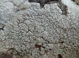 Aspicilia tortuosa