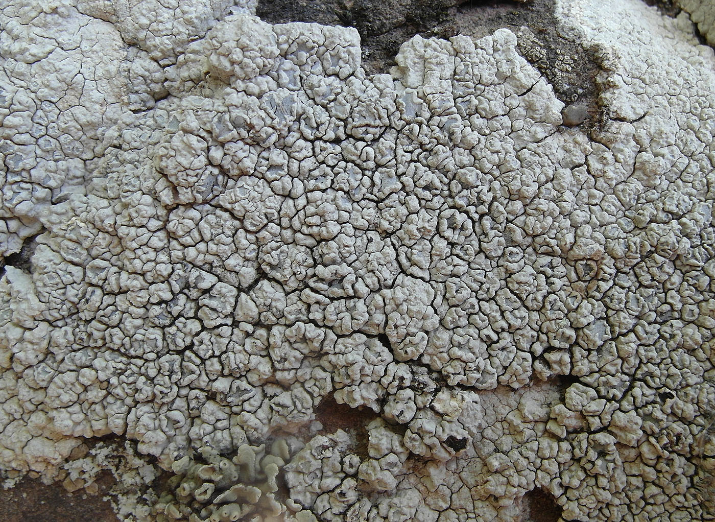 Image of genus Aspicilia specimen.