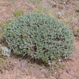 Onobrychis echidna. Вегетирующее растение. Киргизия, отроги южного макросклона Алайского хр., 7,5 км ССВ с. Кызыл-Эшме, 3000 м н.у.м., на красной щебнисто-глинистой, эродированной почве. 22.07.2019.