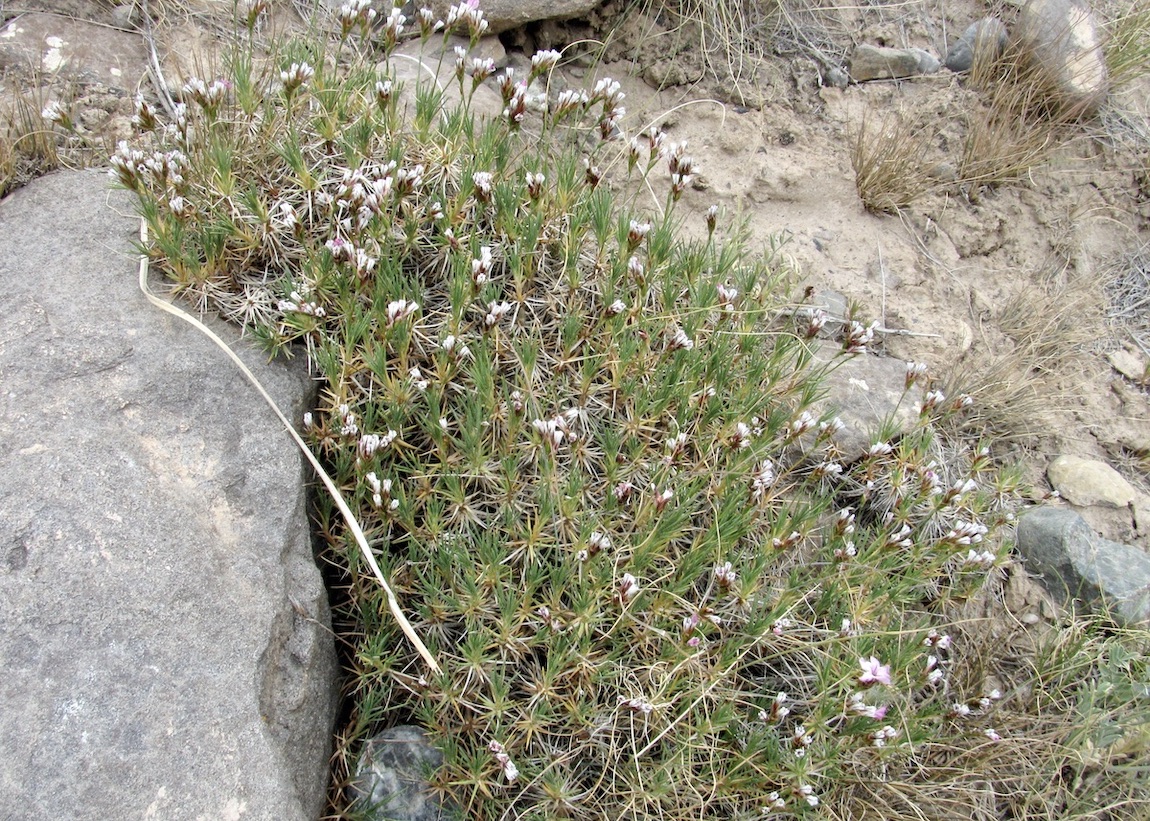 Image of Acantholimon kokandense specimen.