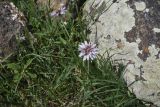 genus Scorzonera