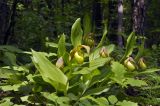 Cypripedium calceolus. Верхушки цветущих растений. Приморский край, Уссурийский ГО, окр. с. Монакино, широколиственный лес. 31.05.2025.