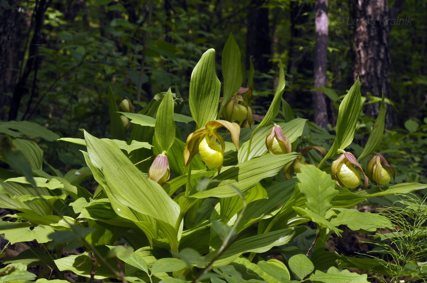 Изображение особи Cypripedium calceolus.