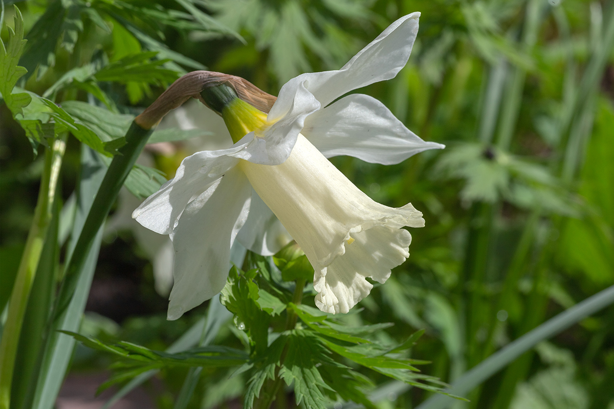 Изображение особи род Narcissus.