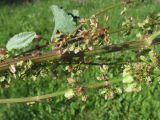 Rumex obtusifolius