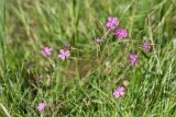 Dianthus deltoides