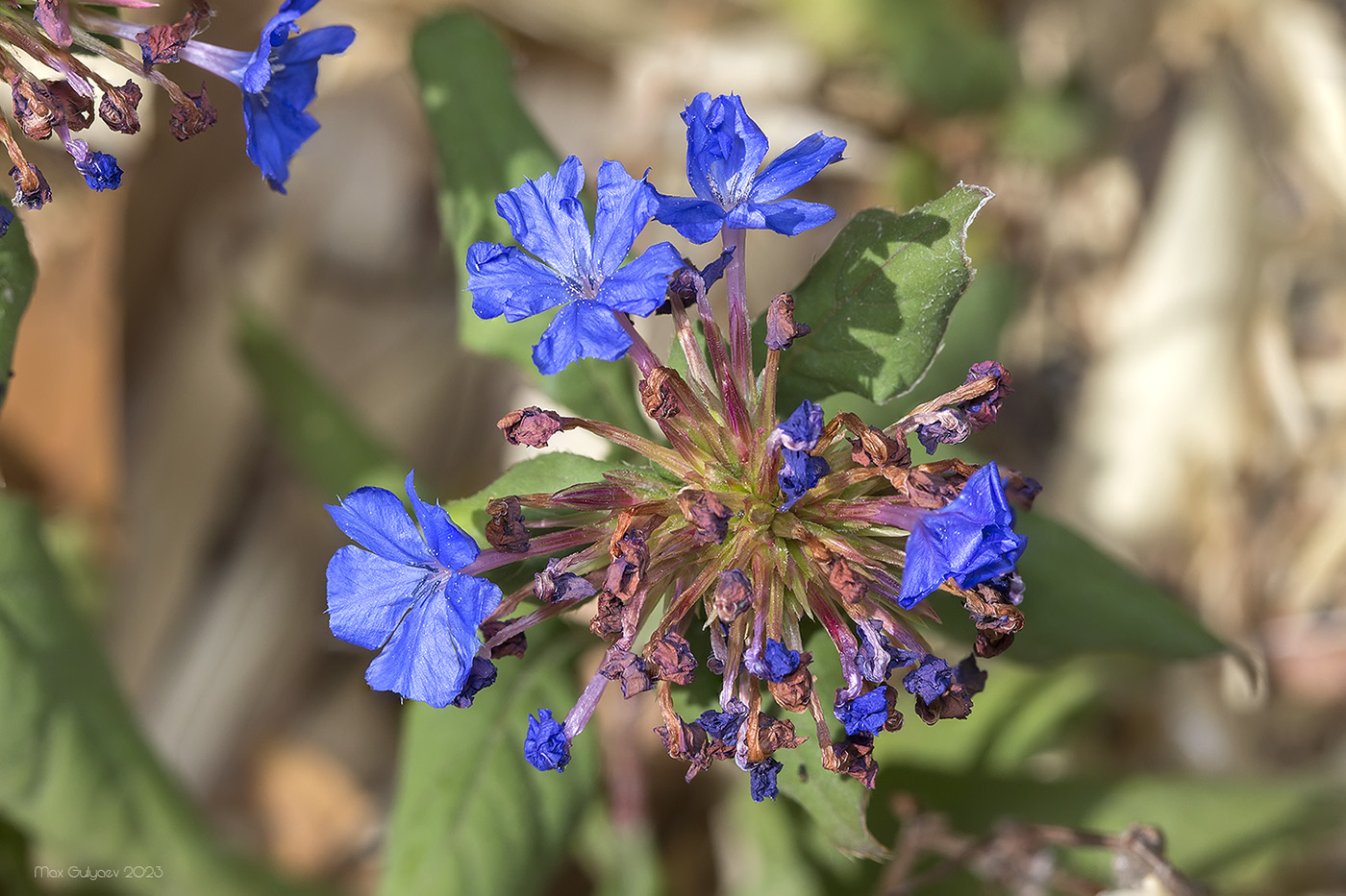 Изображение особи род Ceratostigma.