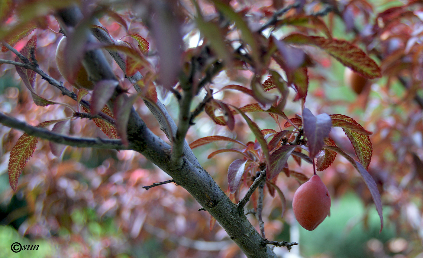 Image of Prunus cerasifera var. pissardii specimen.