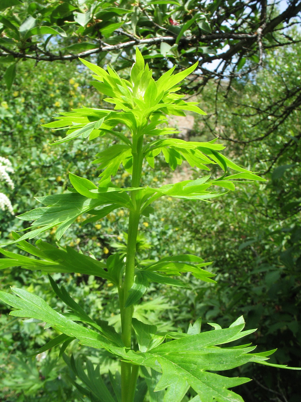 Image of Aconitum talassicum specimen.