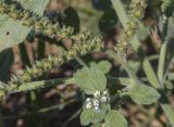Heliotropium europaeum. Часть соплодия и распускающееся соцветие. Испания, Каталония, пров. Жирона, комарка Баш Эмпорда, муниципалитет Калонже, залежь. 30.08.2025.