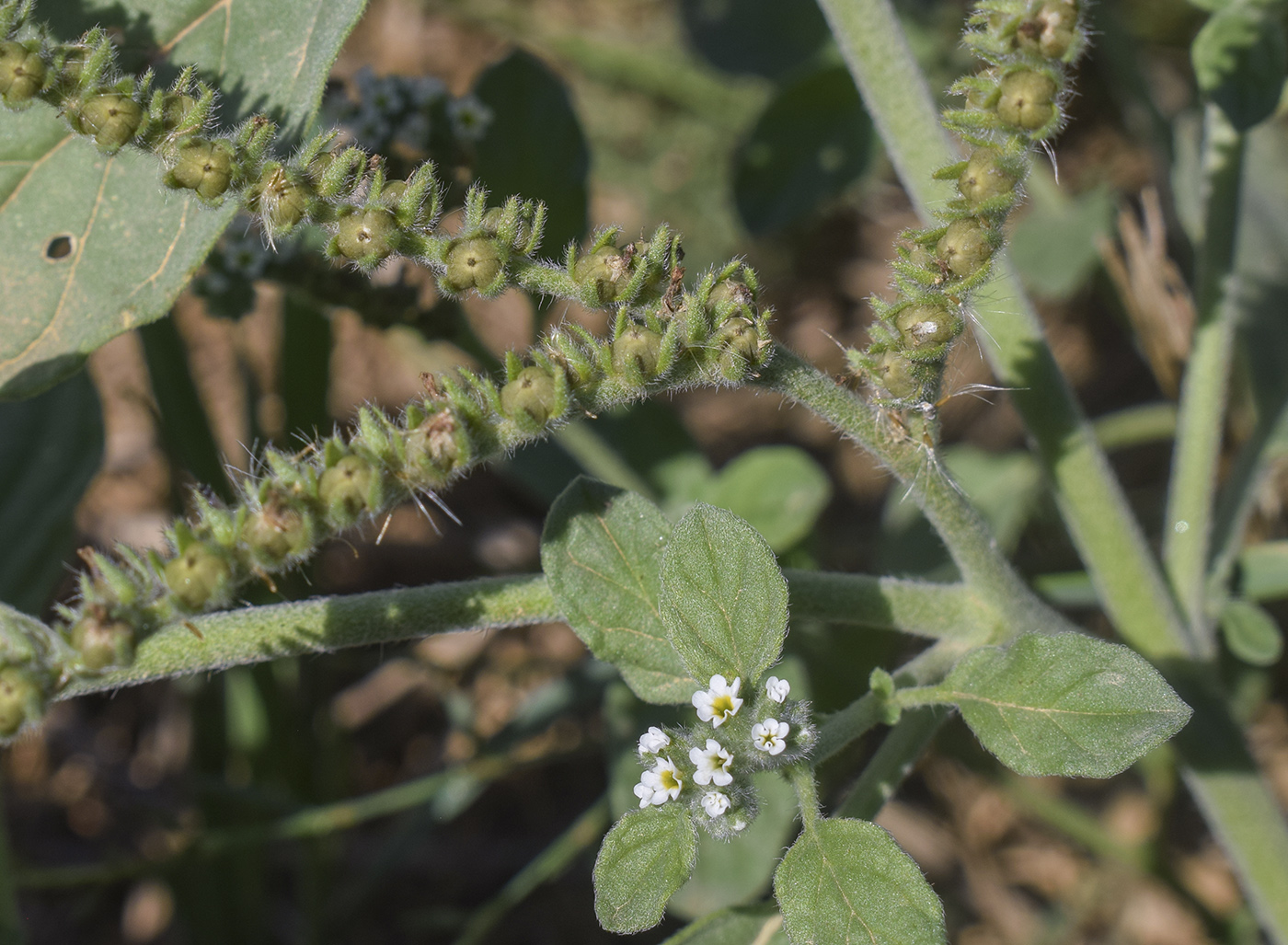 Изображение особи Heliotropium europaeum.