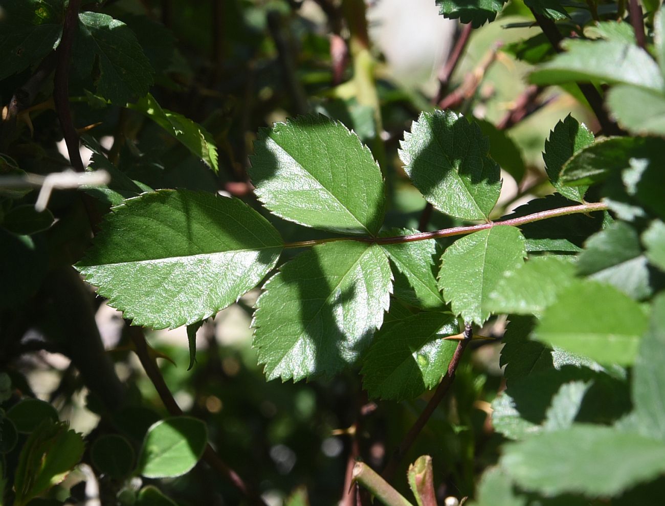 Image of genus Rosa specimen.