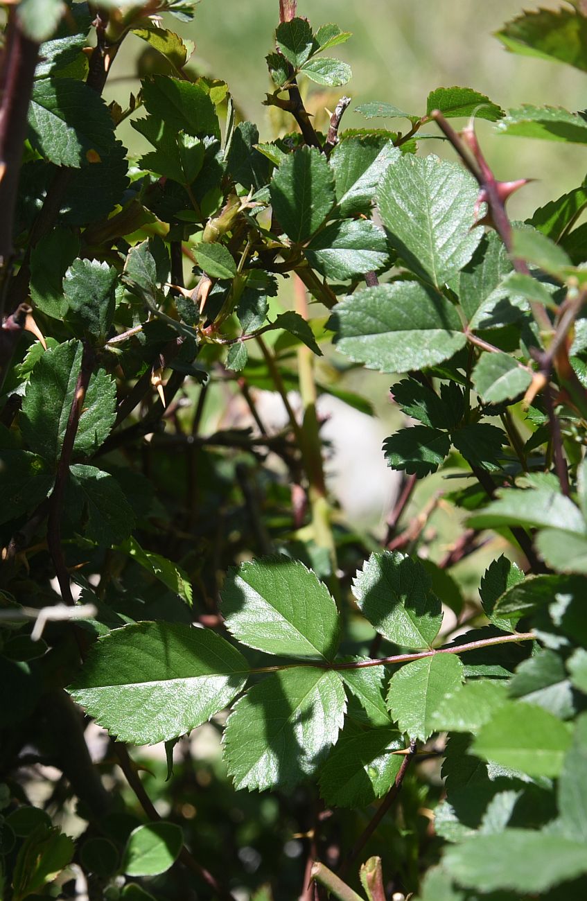 Image of genus Rosa specimen.