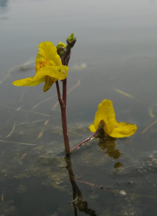 Изображение особи Utricularia × neglecta.