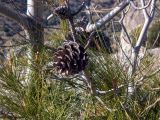 Pinus pityusa