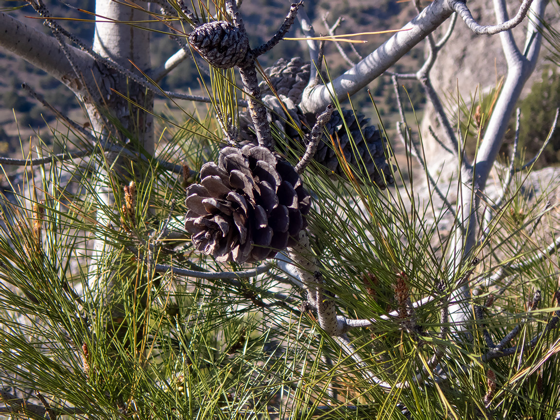 Изображение особи Pinus pityusa.