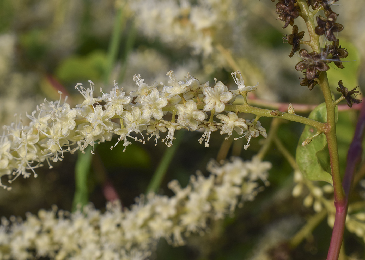 Image of Anredera cordifolia specimen.