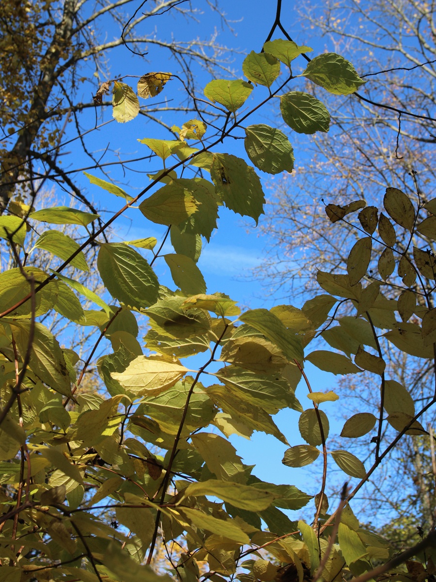 Image of Philadelphus coronarius specimen.