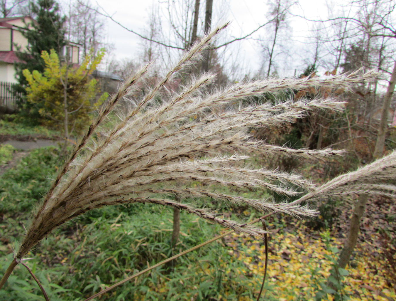Изображение особи Miscanthus sinensis.