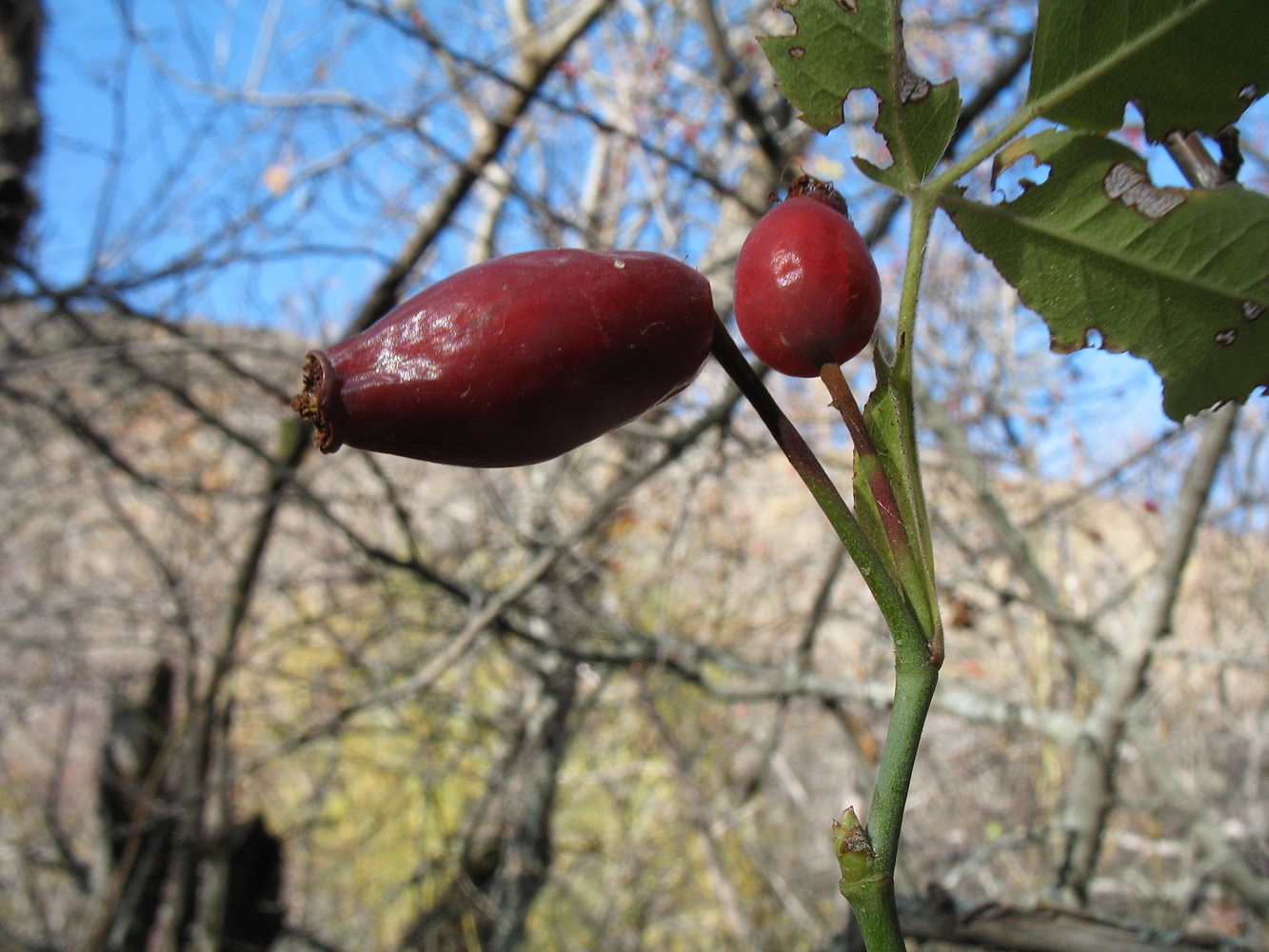 Изображение особи Rosa nanothamnus.