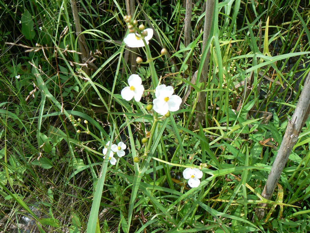 Изображение особи Sagittaria trifolia.
