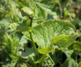 unknown species. Верхушка растения с развивающимся соцветием. Верхушка побега с развивающимся соцветием. Абхазия, Гагрский р-н, 1800 м н.у.м., субальпийский луг. 12.06.2025.