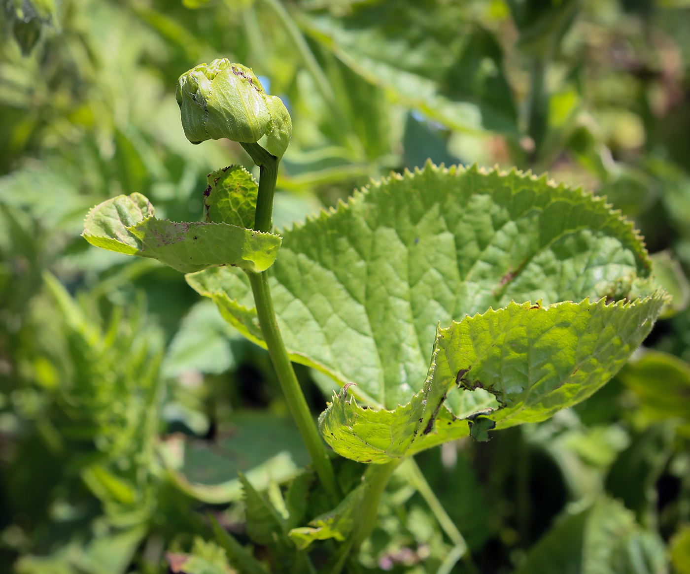 Изображение особи Ligularia subsagittata.