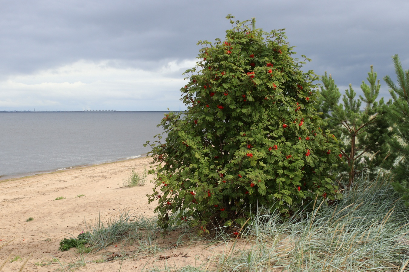 Image of Sorbus aucuparia specimen.