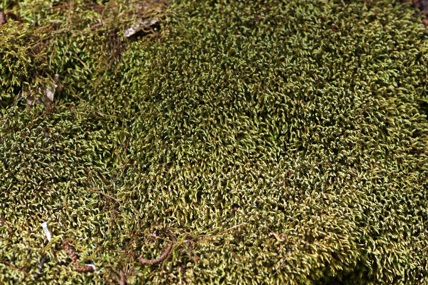 Изображение особи Hedwigia ciliata.