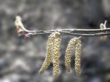 Corylus mandshurica