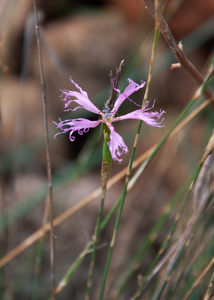 Изображение особи род Dianthus.