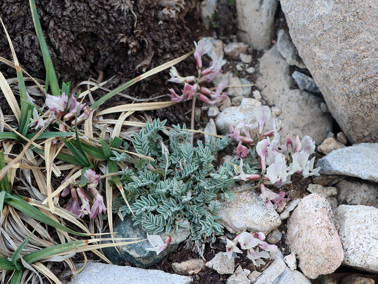 Image of Astragalus beketowii specimen.