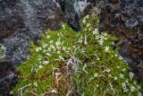 genus Minuartia. Цветущее растение в сообществе с Thamnolia vermicularis на камнях, покрытых лишайниками. Хабаровский край, Нанайский р-н, гора Тордоки-Яни, курумник. 11.07.2018.