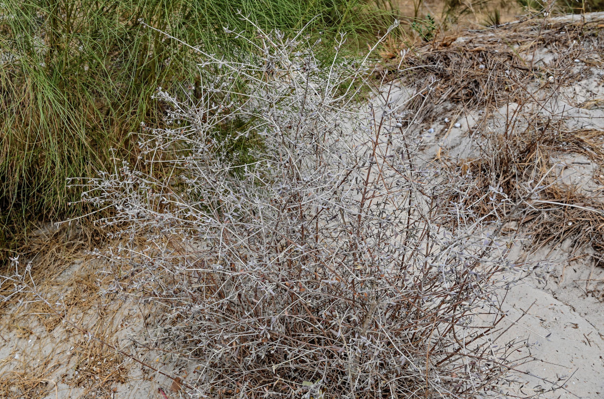 Изображение особи Teucrium fruticans.