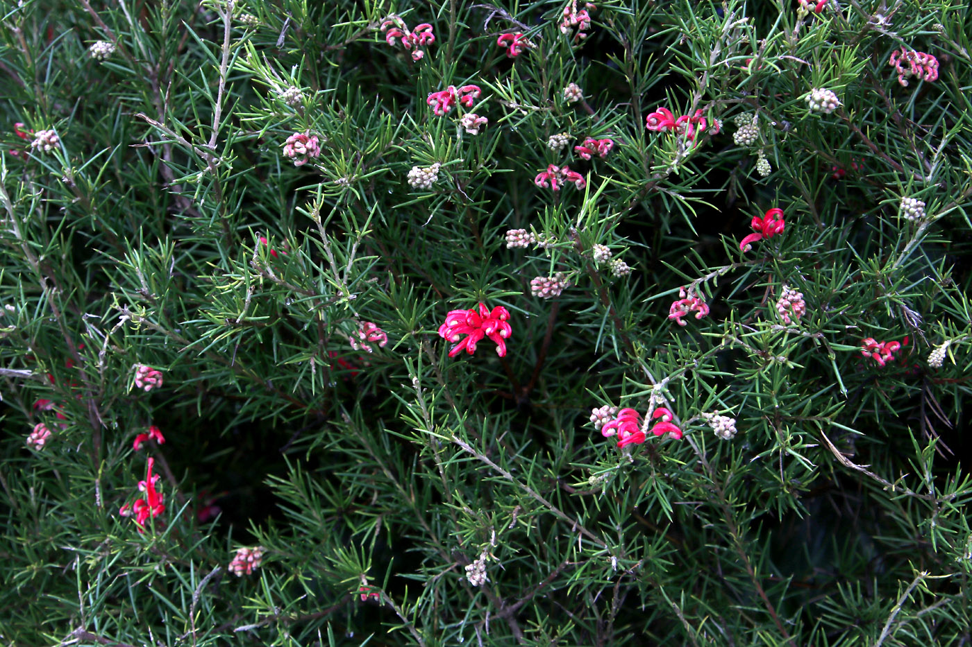 Image of Grevillea rosmarinifolia specimen.