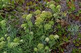 Crithmum maritimum. Цветущие и плодоносящие растения в сообществе с Carpobrotus edulis. Португалия, округ Лиссабон, устье р. Сизандру, окраина песчаного пляжа. 23.08.2025.