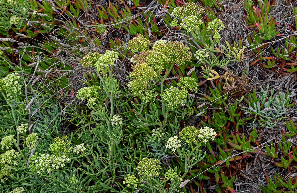 Изображение особи Crithmum maritimum.