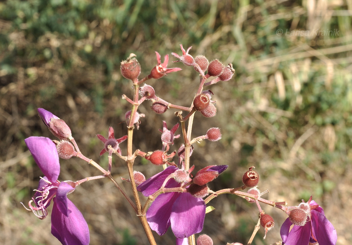 Image of Pleroma semidecandrum specimen.